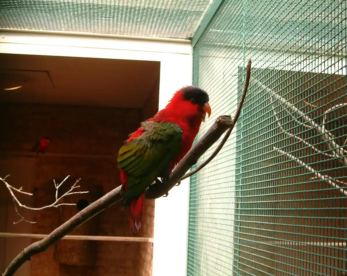 검은머리반달을녀앵무(Purple naped Lory)