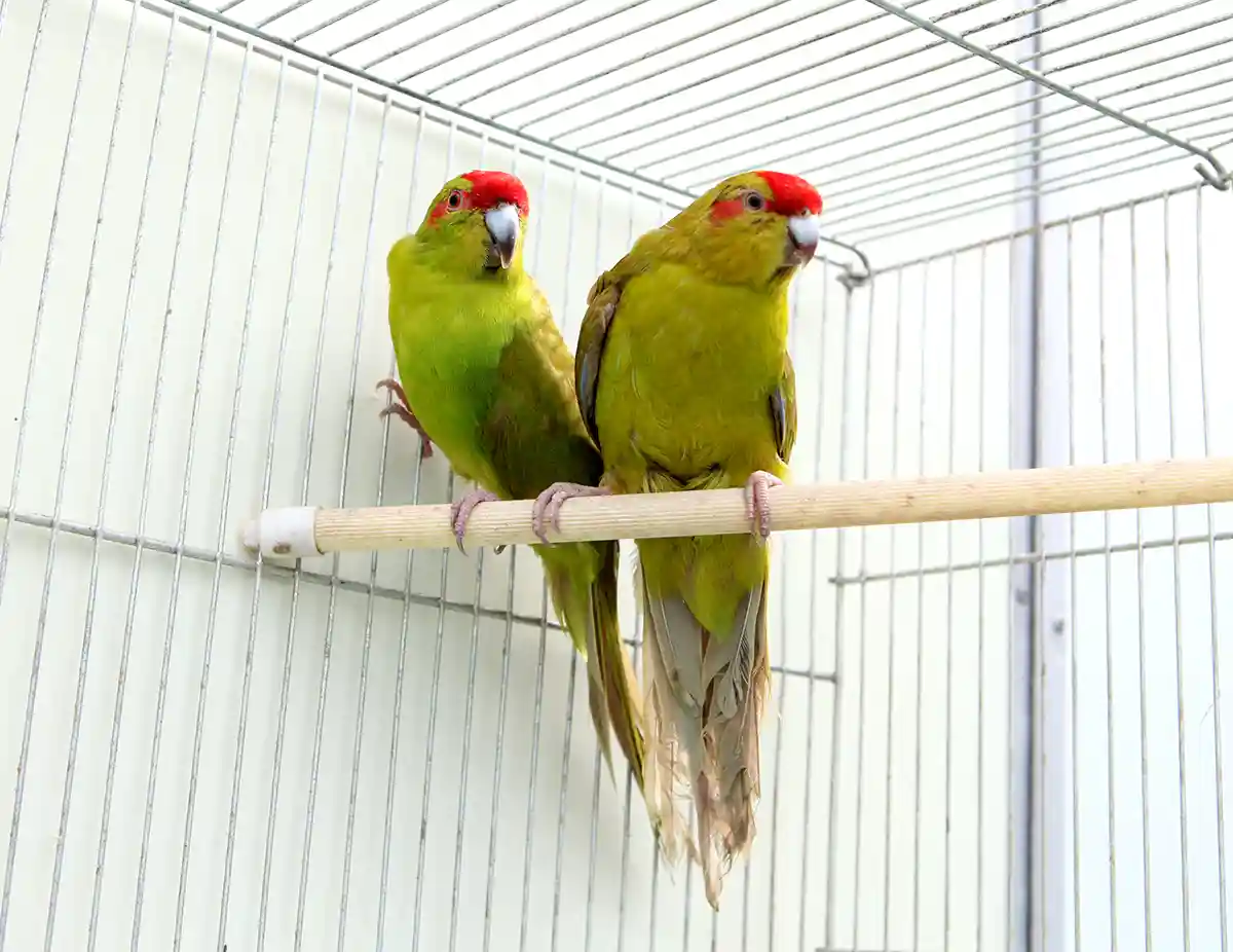 붉은 이마앵무 (Red-faced parrot)