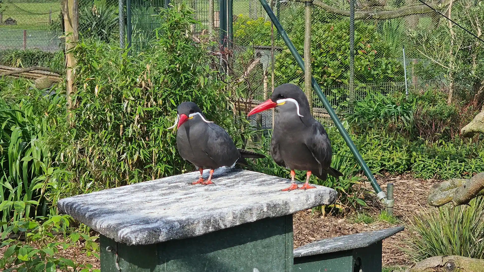 한국관상조류협회